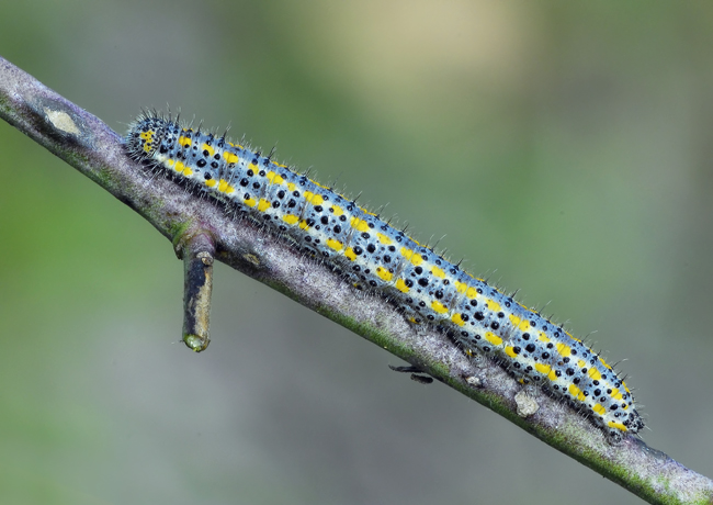 identificazione bruchi